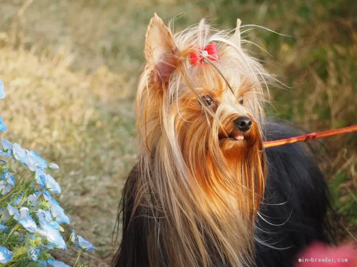 J.H 様のお迎えした子犬