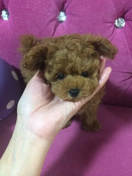 ID:1411-00139の子犬