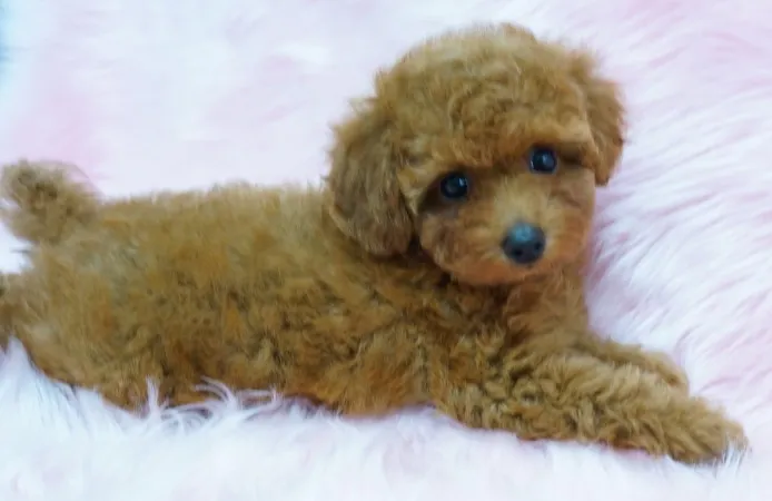ID:1311-01040の子犬