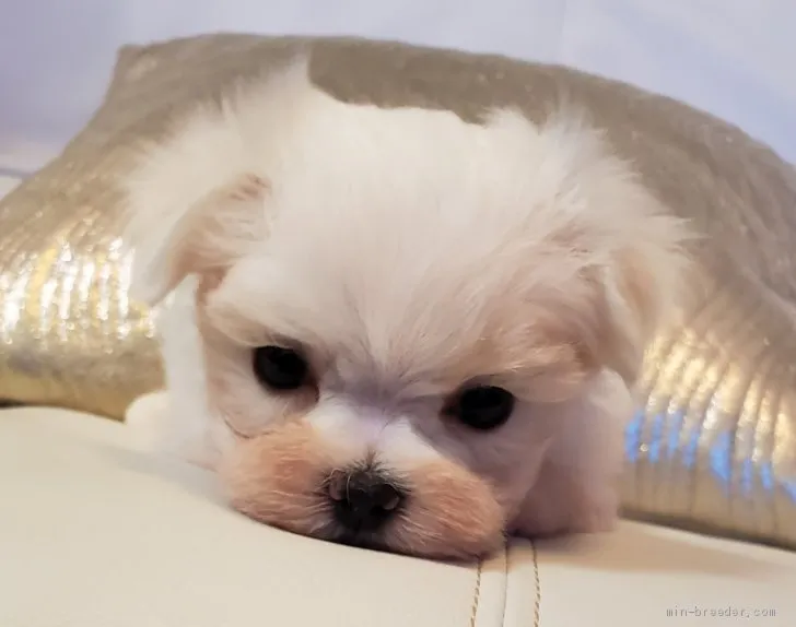 ID:2101-00051の子犬