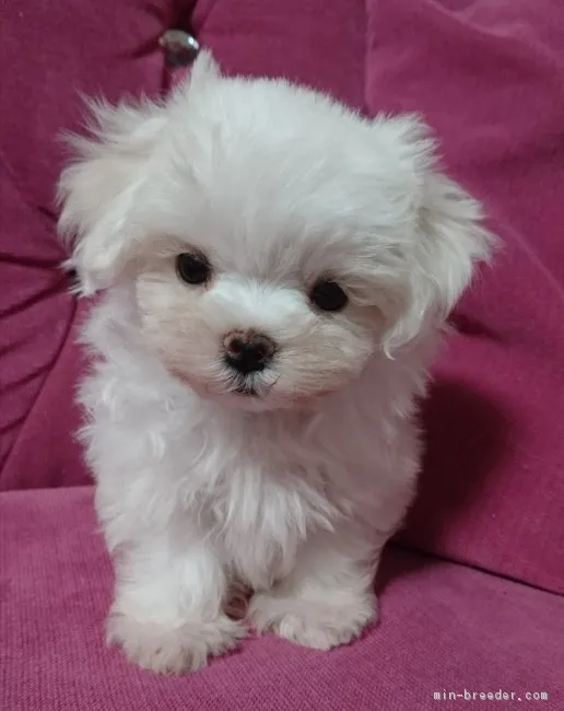 ID:1804-01665の子犬