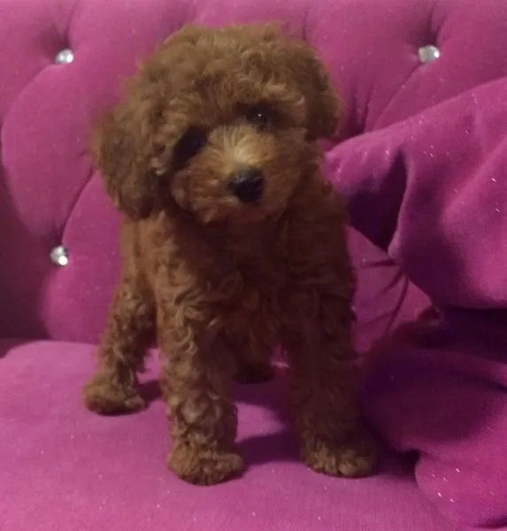 ID：1406-00635の子犬