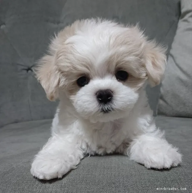 ID:1904-00746の子犬