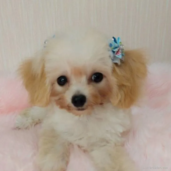 ID:2205-03997の子犬