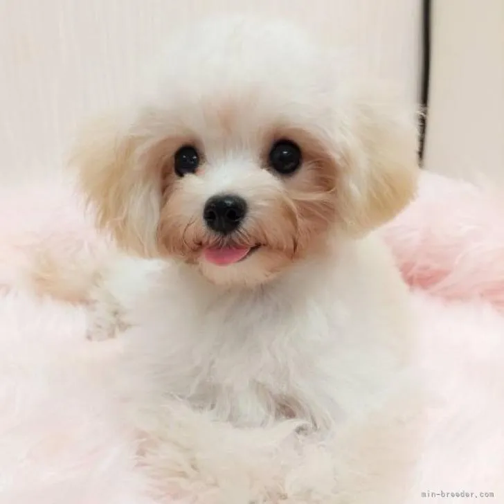 ID:2206-02490の子犬