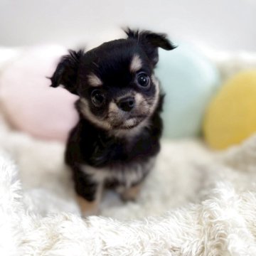 チワワ(ロング)【群馬県・男の子・2025年9月30日・ブラックタン&クリーム】の写真「甘えん坊の男の子です。」