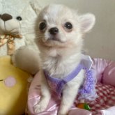 チワワ(ロング)