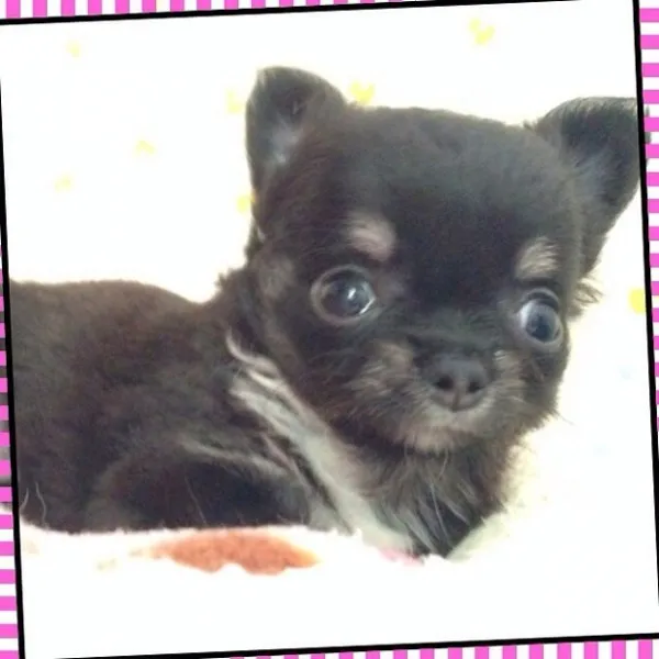 茉莉花 様のお迎えした子犬