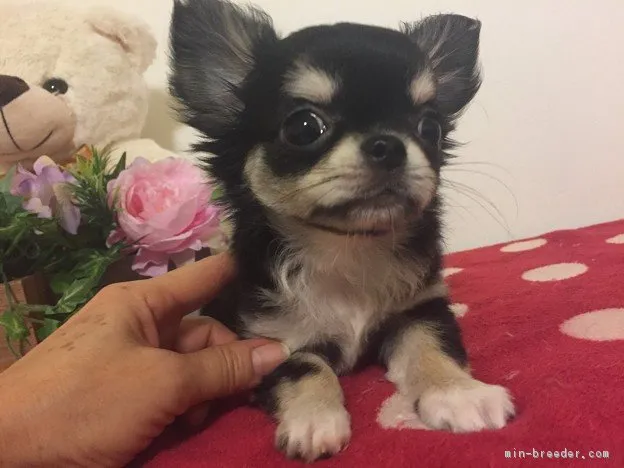 ID：1709-02712の子犬