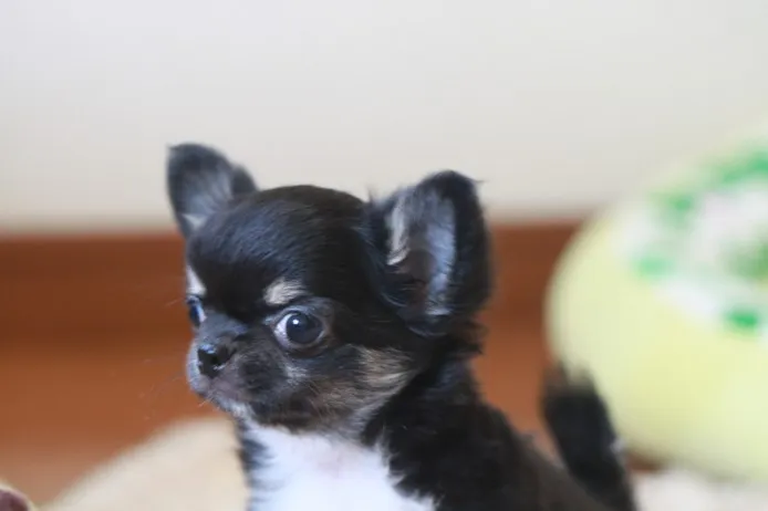 ID:1304-00810の子犬