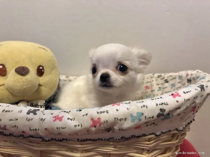 ID：2005-02046の子犬