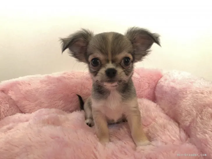 ID：2003-01988の子犬