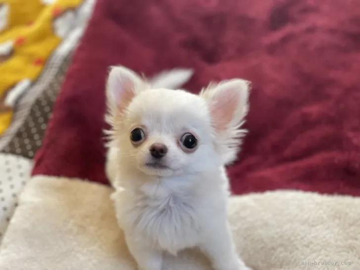 ID：2110-00717の子犬