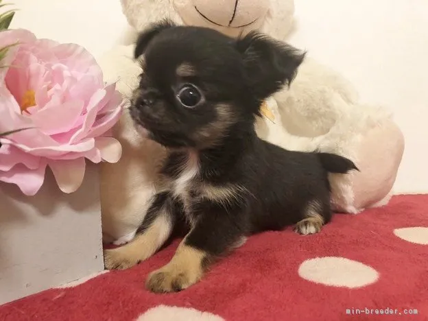 ID：1712-00318の子犬