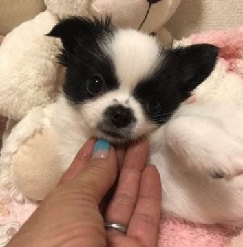 チワワ(ロング)【群馬県・女の子・2018年4月1日・ホワイト&ブラック】の写真「女の子らしい可愛いお顔です。」