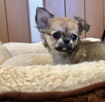 チワワ(ロング)【群馬県・男の子・2020年1月9日・レッド】の写真「くりくりオメメが可愛い男の子」