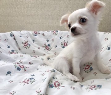 チワワ(ロング)【群馬県・男の子・2019年6月4日・ホワイト】の写真「優しいお顔の男の子」