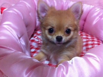 チワワ(ロング)【群馬県・女の子・2012年6月19日・レッド】の写真「」