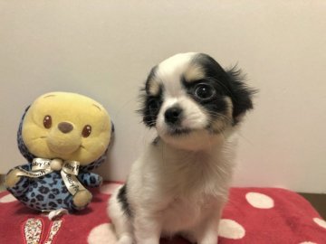 チワワ(ロング)【群馬県・女の子・2020年1月16日・ホワイト&ブラック(パーティ)】の写真「女の子らしい可愛いお顔です。」