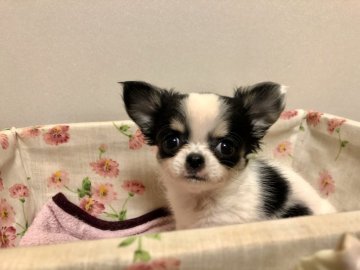 チワワ(ロング)【群馬県・女の子・2020年1月9日・ホワイトタン&ブラック(パーティ)】の写真「優しいお顔の女の子」