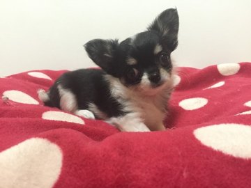 チワワ(ロング)【群馬県・女の子・2016年5月24日・ブラック&ホワイト】の写真「小ぶりで可愛い女の子」