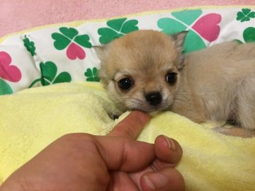 チワワ(ロング)【群馬県・男の子・2015年5月15日・フォーン】の写真「タレ目がチャームポイント」