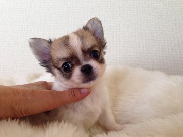 チワワ(ロング)【群馬県・男の子・2014年4月11日・レッド&ホワイト】の写真「愛くるしい瞳で甘いお顔の男の子です＾＾」