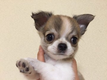 チワワ(ロング)【群馬県・女の子・2015年5月15日・レッド&ホワイト(パーティ)】の写真「小ぶりで可愛い女の子です。」