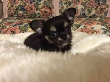 チワワ(ロング)【群馬県・男の子・2015年5月18日・ブラック&クリーム】の写真「小ぶりな男の子です。」