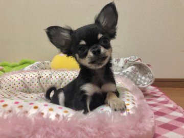 チワワ(ロング)【群馬県・女の子・2020年1月9日・ブラッククリーム】の写真「愛くるしい瞳で小ぶりな女の子」