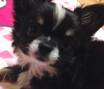 チワワ(ロング)【群馬県・女の子・2014年12月16日・ブラック&ホワイト】の写真「女の子らしい可愛いお顔です。」