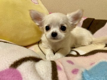 チワワ(ロング)【群馬県・女の子・2022年5月22日・ホワイト&クリーム】の写真「人気カラーの正統派美人さんです。」