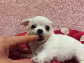 チワワ(ロング)【群馬県・男の子・2015年12月16日・クリーム】の写真「愛嬌のある可愛い男の子です。」