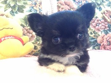 チワワ(ロング)【群馬県・男の子・2014年6月6日・ブラックタン&ホワイト】の写真「ぬいぐるみのような僕ちゃん＾＾」