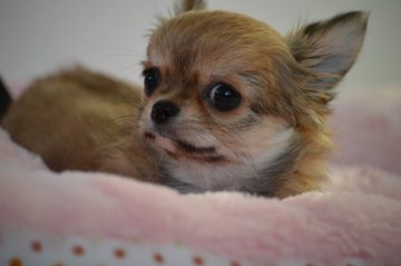 チワワ(ロング)【群馬県・女の子・2016年11月27日・レッド】の写真「優しいお顔でクリクリおめめの女の子」