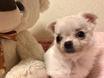 チワワ(ロング)【群馬県・女の子・2019年5月31日・ホワイト&クリーム】の写真「小ぶりで可愛い女の子」