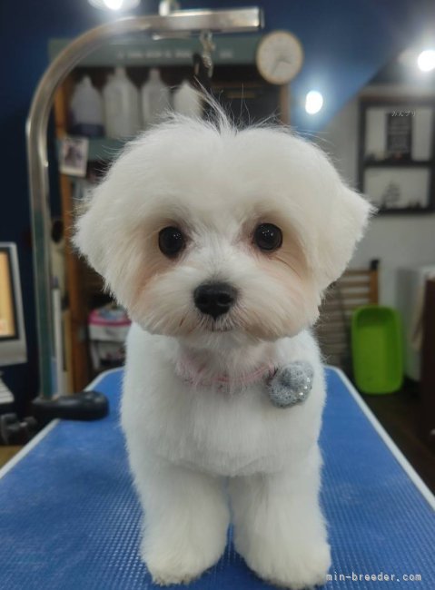 当犬舎のお客様がカット✂️に来てくれました｜茂木　和子(もてぎ　かずこ)ブリーダー(埼玉県・チワワ(ロング)など・JKC登録)の紹介写真7