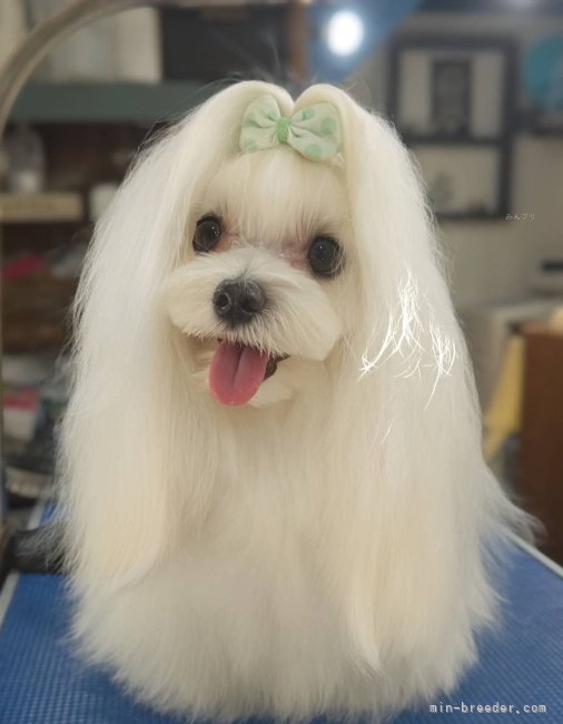 当犬舎のお客様がカット✂️に来てくれました｜茂木　和子(もてぎ　かずこ)ブリーダー(埼玉県・チワワ(ロング)など・JKC登録)の紹介写真8