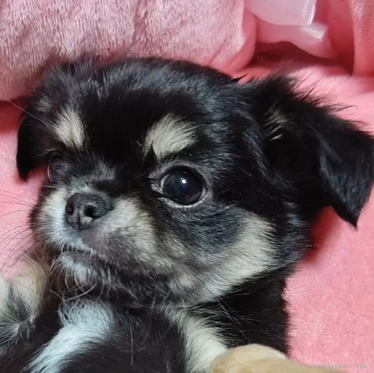杏樹 様のお迎えした子犬