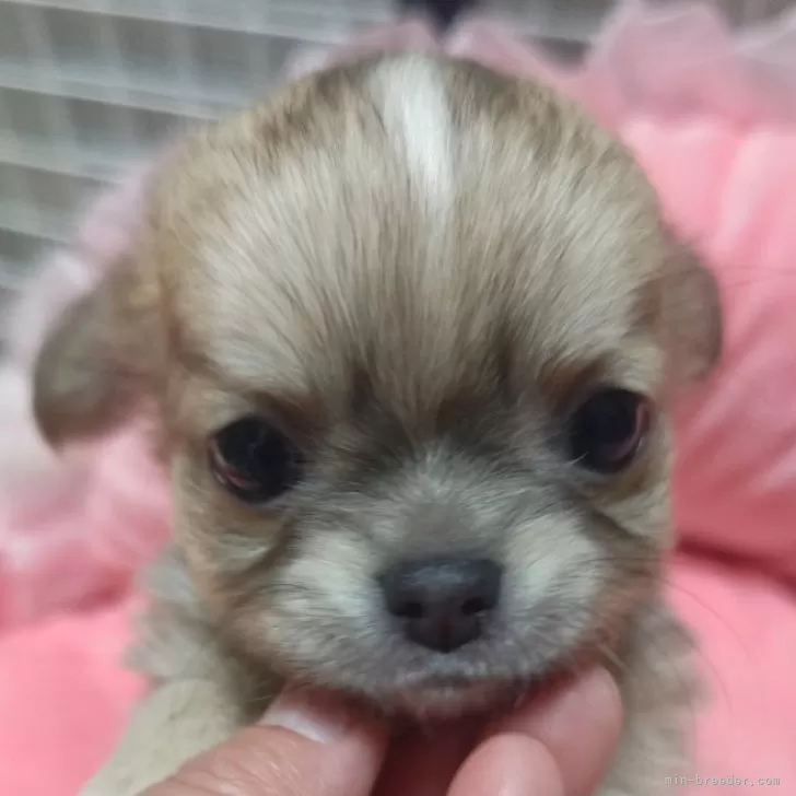 チワワ(ロング)【埼玉県・男の子・2025年9月25日・ブルーフォーン】の写真1