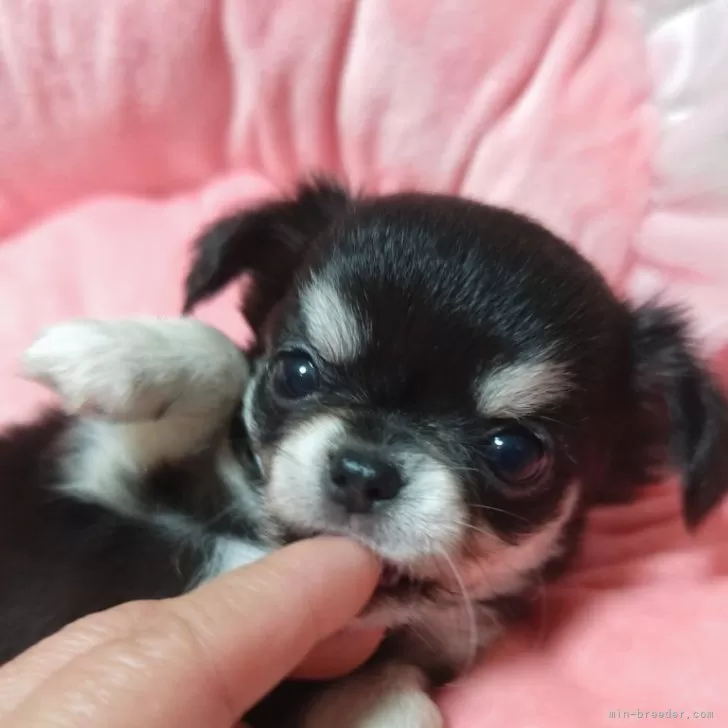 ID：2508-05454の子犬