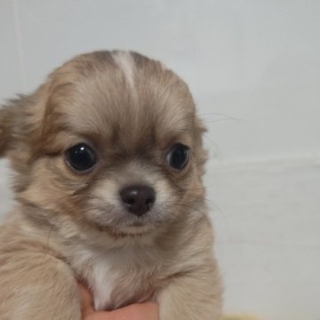 チワワ(ロング)【埼玉県・男の子・2025年9月25日・ブルーフォーン】の写真「フォーンのおとこのこ」