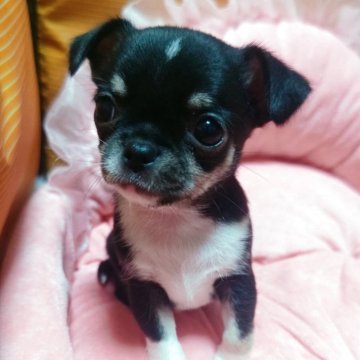 チワワ(スムース)【埼玉県・男の子・2025年9月1日・ブラックタン&ホワイト】の写真「ブラックタン&ホワイトの男の子」