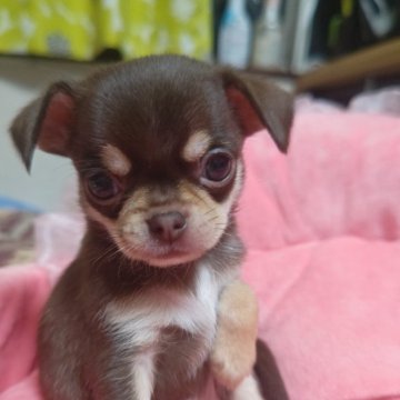 チワワ(スムース)【埼玉県・男の子・2025年9月1日・チョコレートタン】の写真「チョコタンスムース」