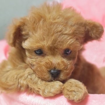 トイプードル(タイニー)【埼玉県・男の子・2025年5月10日・レッド】の写真「レッドのヒコーキ耳の男の子」