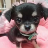 チワワ(ロング)