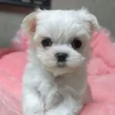 マルチーズ