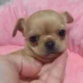 チワワ(スムース)