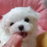 マルチーズ