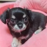 チワワ(ロング)